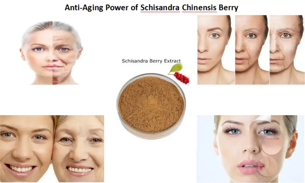 Anti-Aging Power of Schisandra Chinensis Berry